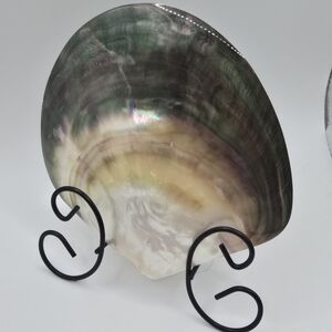Shell Black pearl mother-of-pearl W/ Stand